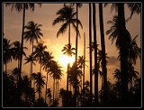 Palm Jungle, Indonesia